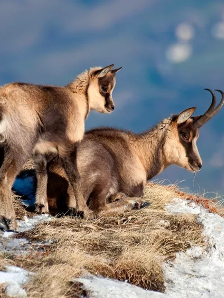 Monti della Laga, Abruzzo Monti della Laga, Abruzzo