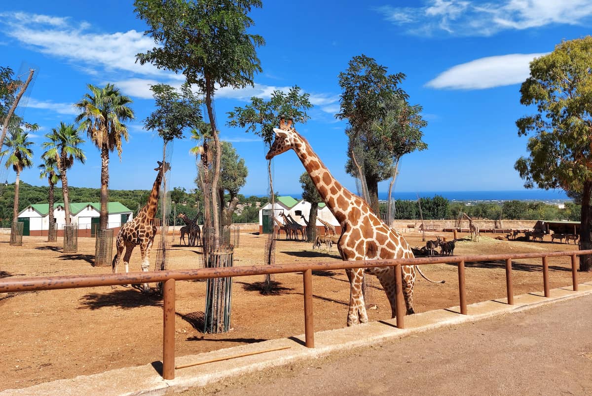 The Zoosafari Fasanolandia, Alberobello The Zoosafari Fasanolandia, Alberobello
