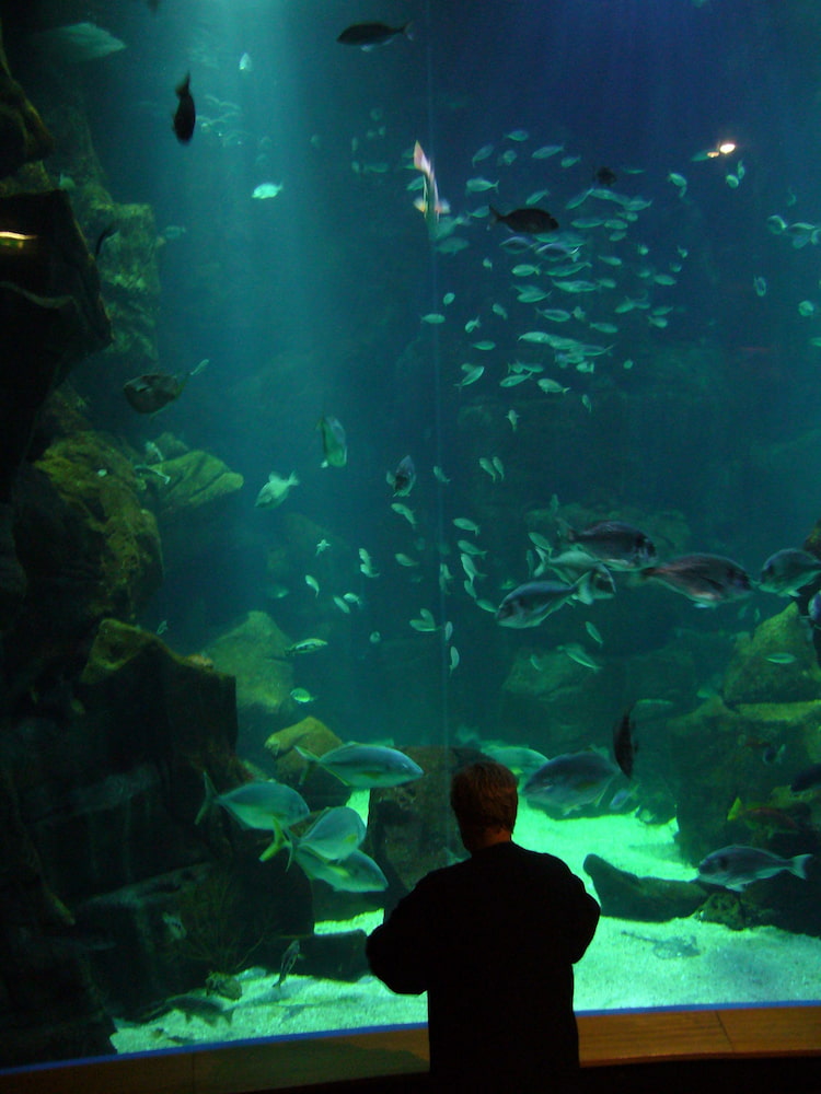 Aquarium of Porto Moniz Aquarium of Porto Moniz