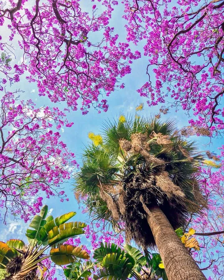 Príncipe Real Príncipe Real