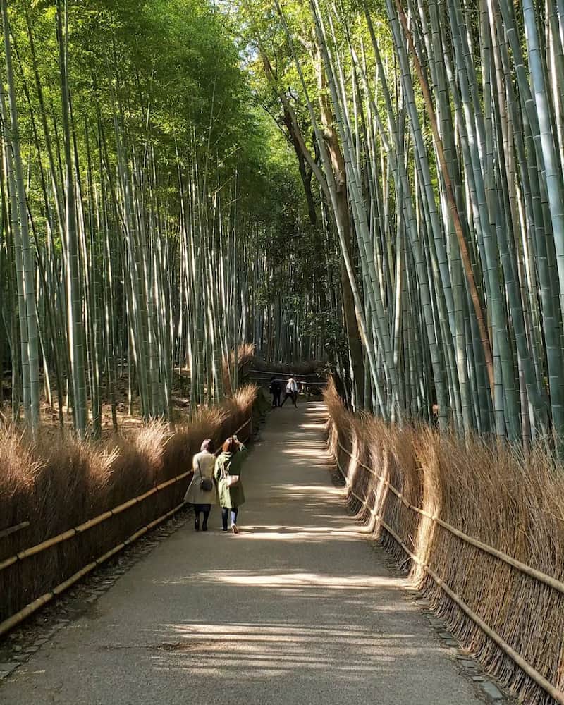 Bamboo forest Bamboo forest