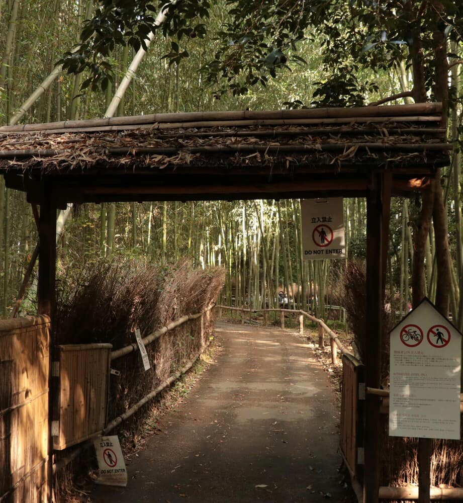 Bamboo forest Bamboo forest