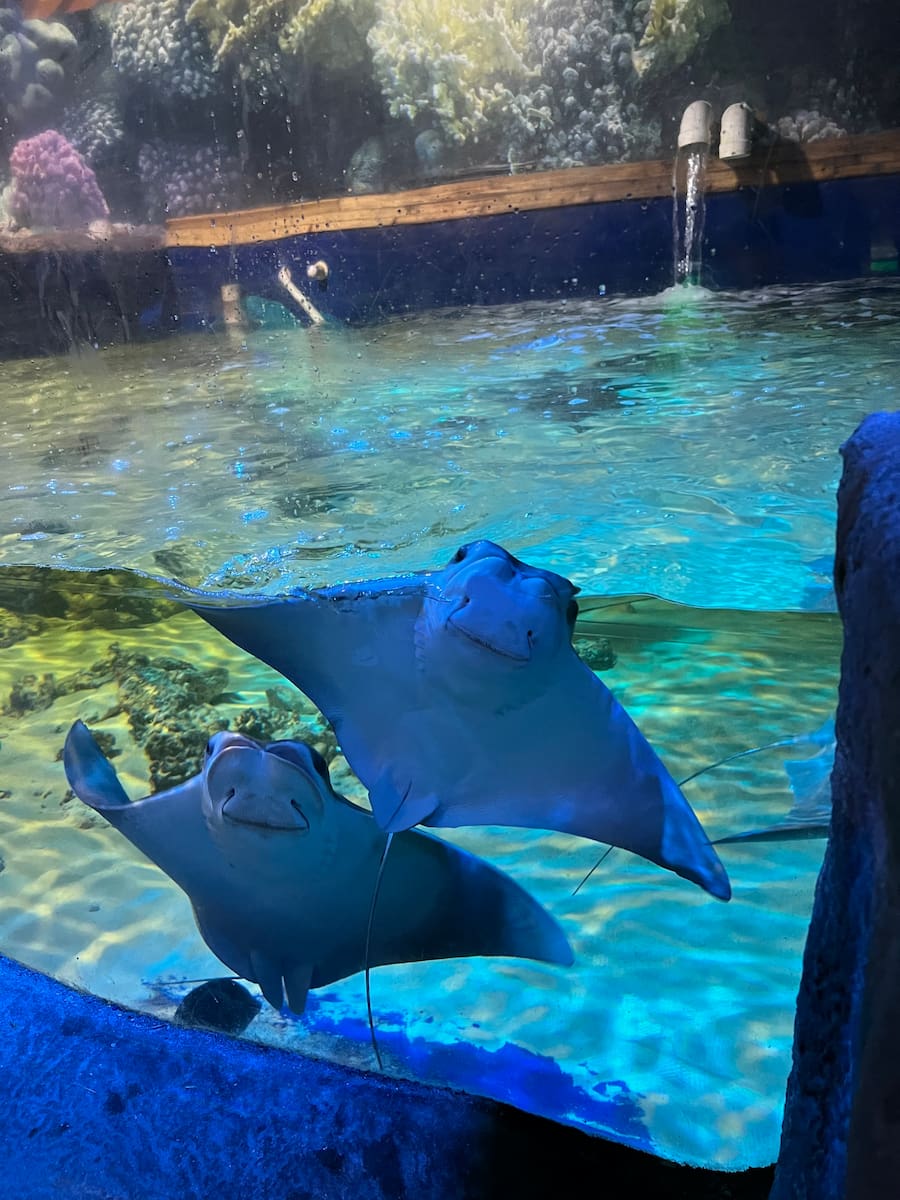 Branson Strip Branson Strip