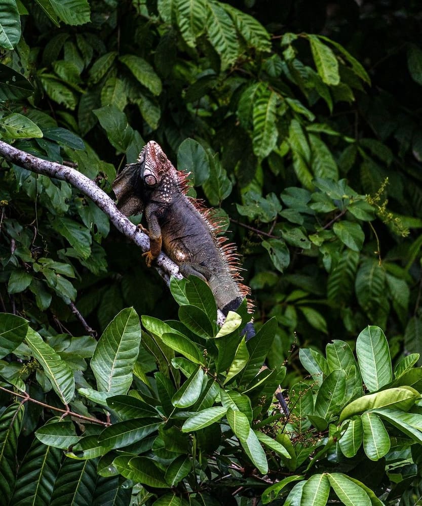 Corcovado National Park Corcovado National Park