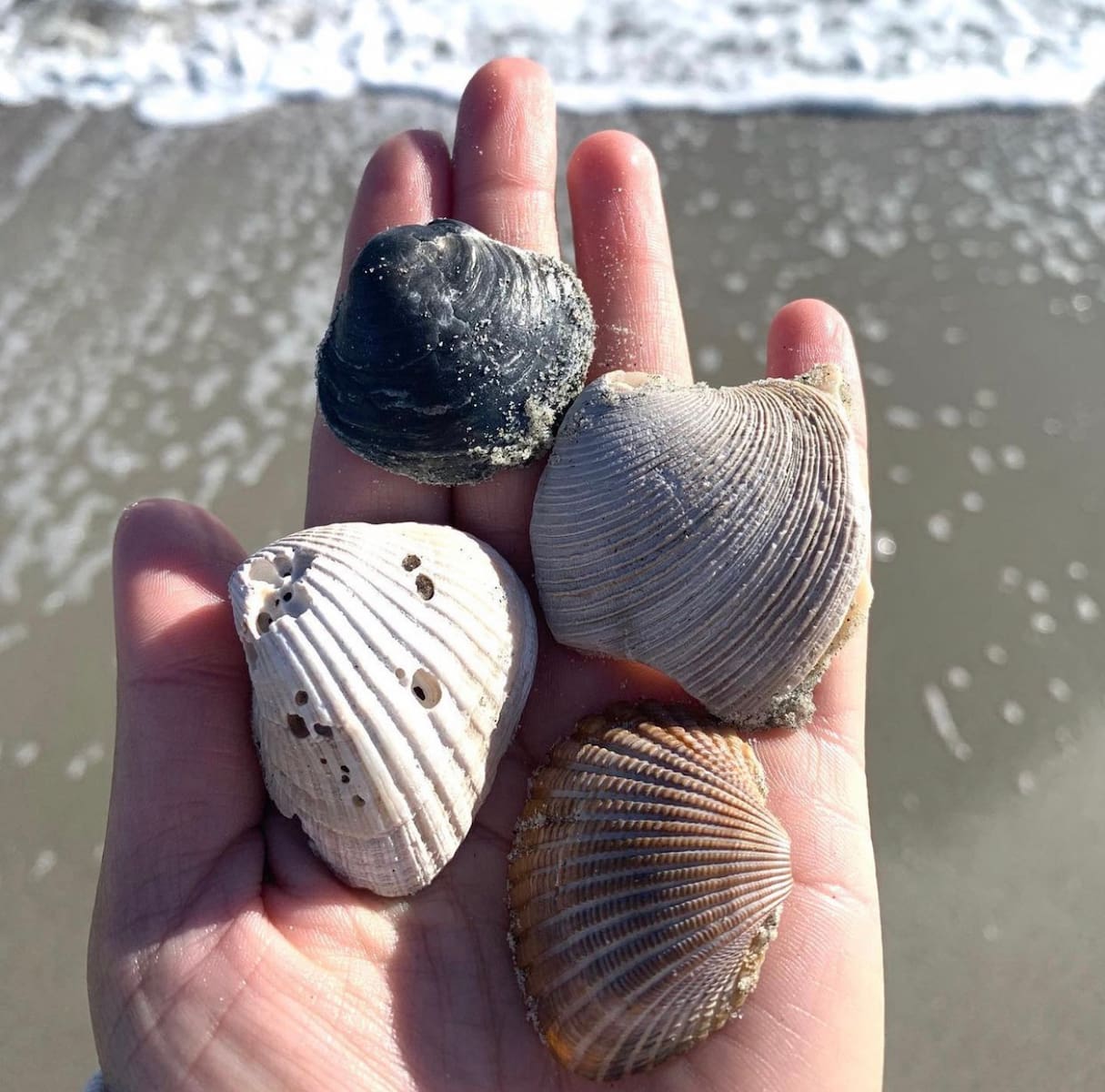 Folly Beach, Charleston Folly Beach, Charleston