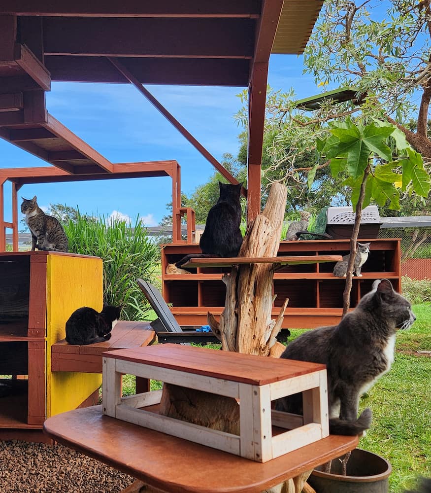 Lanai Cat Sanctuary Lanai Cat Sanctuary