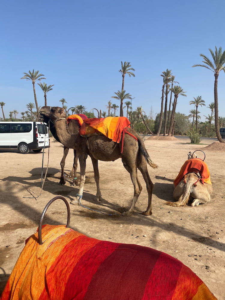 Palmeraie, Marrakech Palmeraie, Marrakech