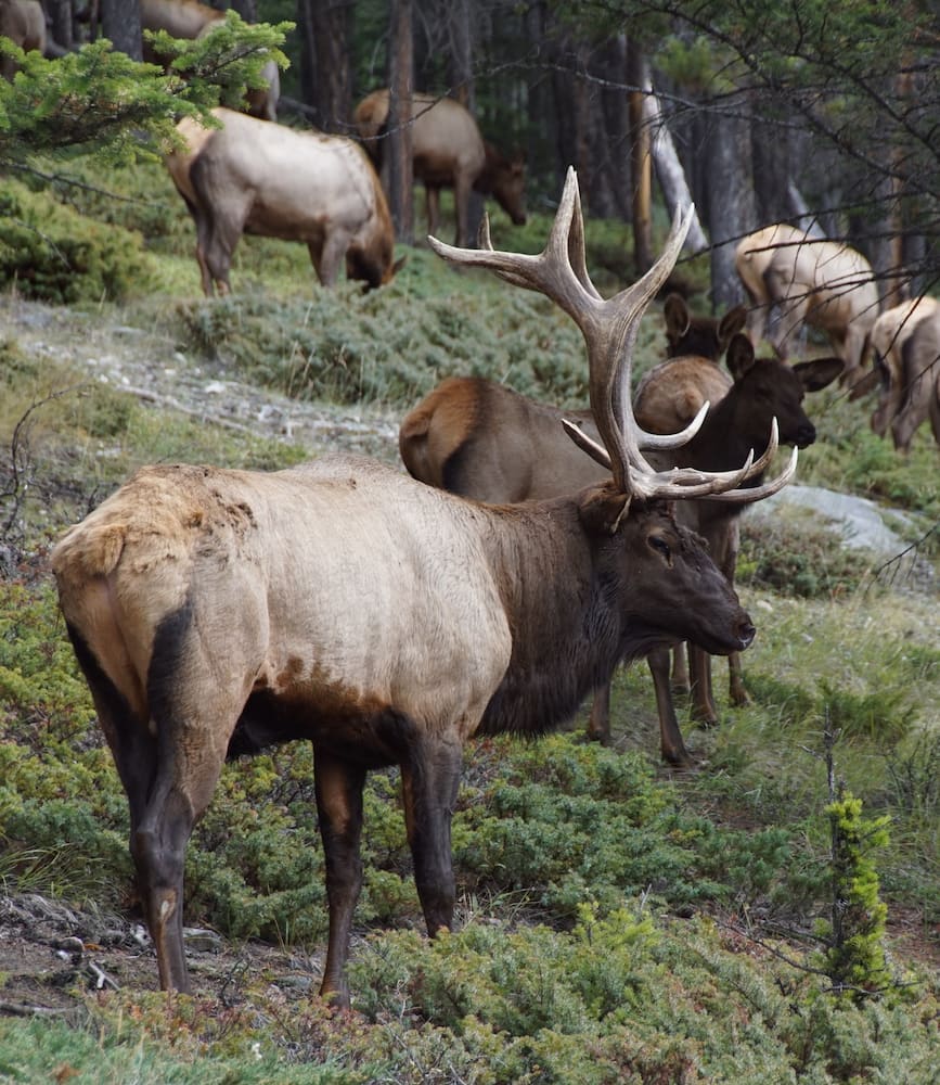Tunnel Mountain Area Tunnel Mountain Area