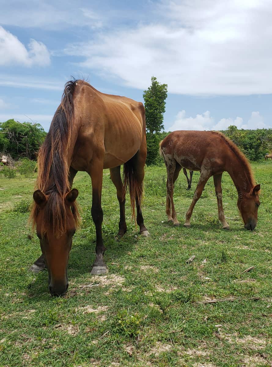 Vieques, Puerto Rico Vieques, Puerto Rico