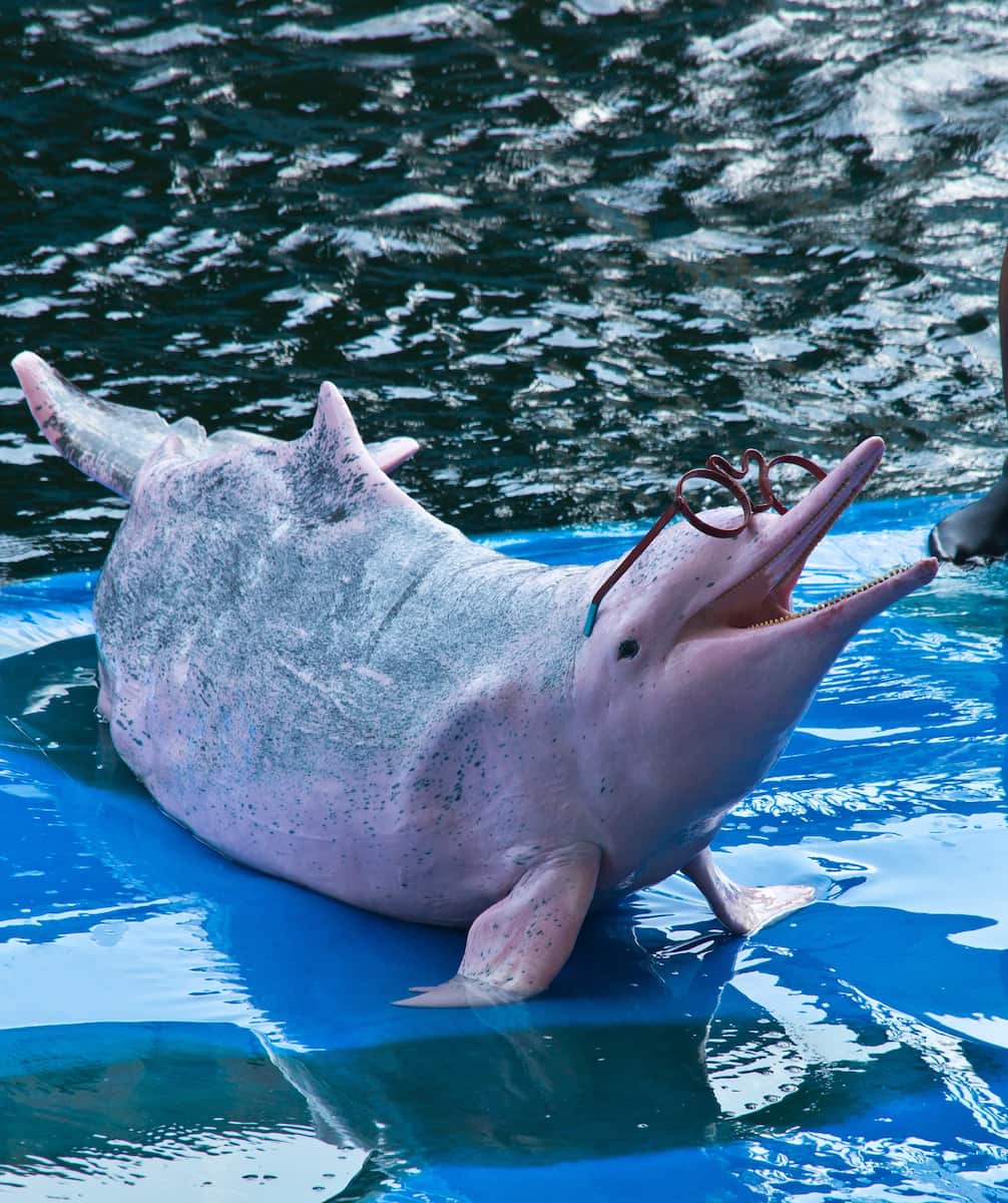 Pratumnak Hill, Pattaya Pratumnak Hill, Pattaya