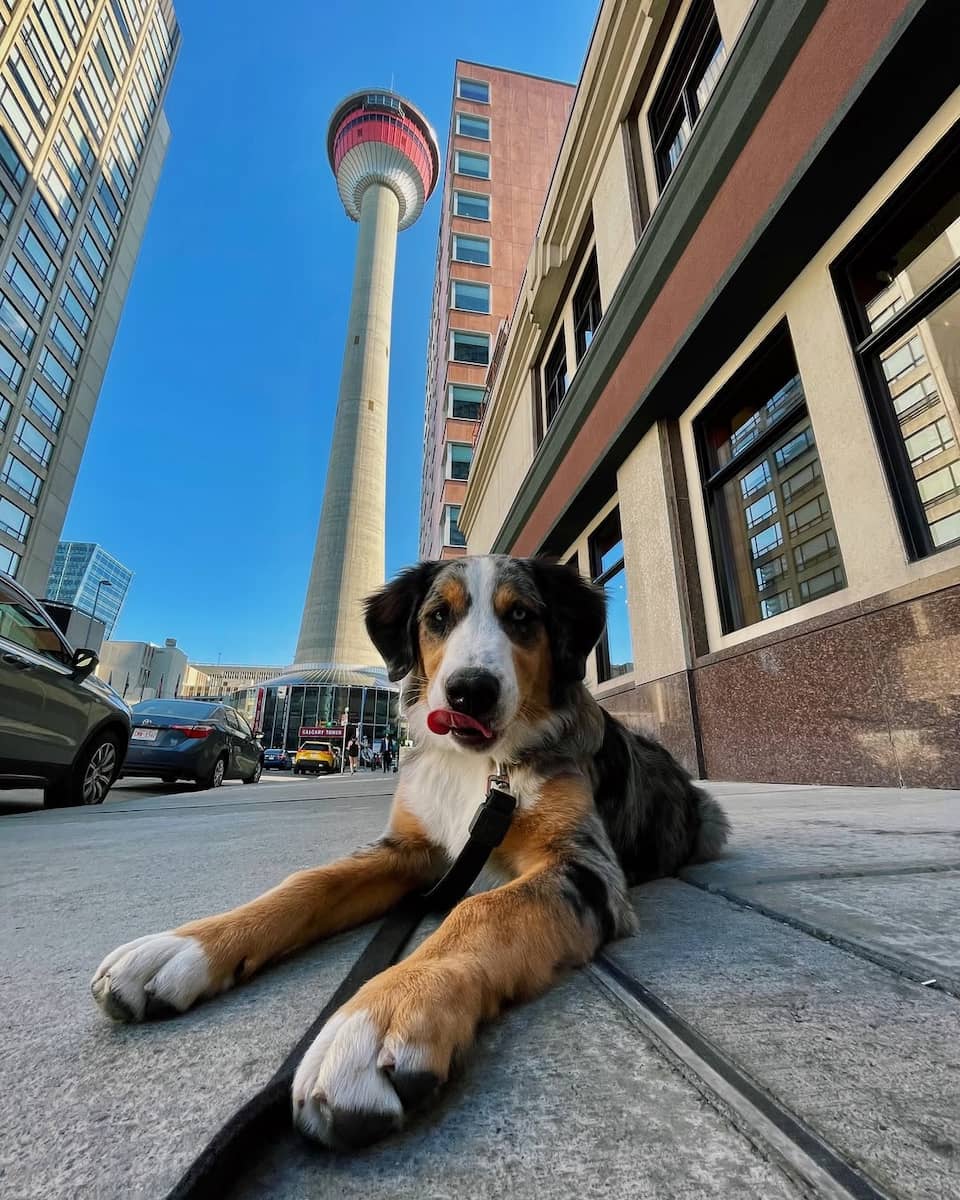 Calgary Tower Calgary Tower