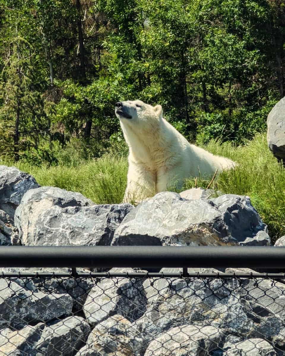 Calgary Zoo Calgary Zoo