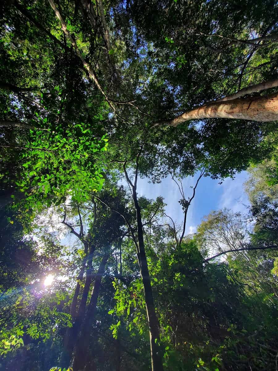 Karura Forest Karura Forest