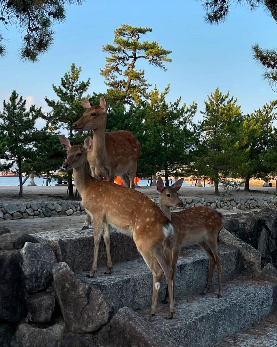 Miyajima Island Miyajima Island