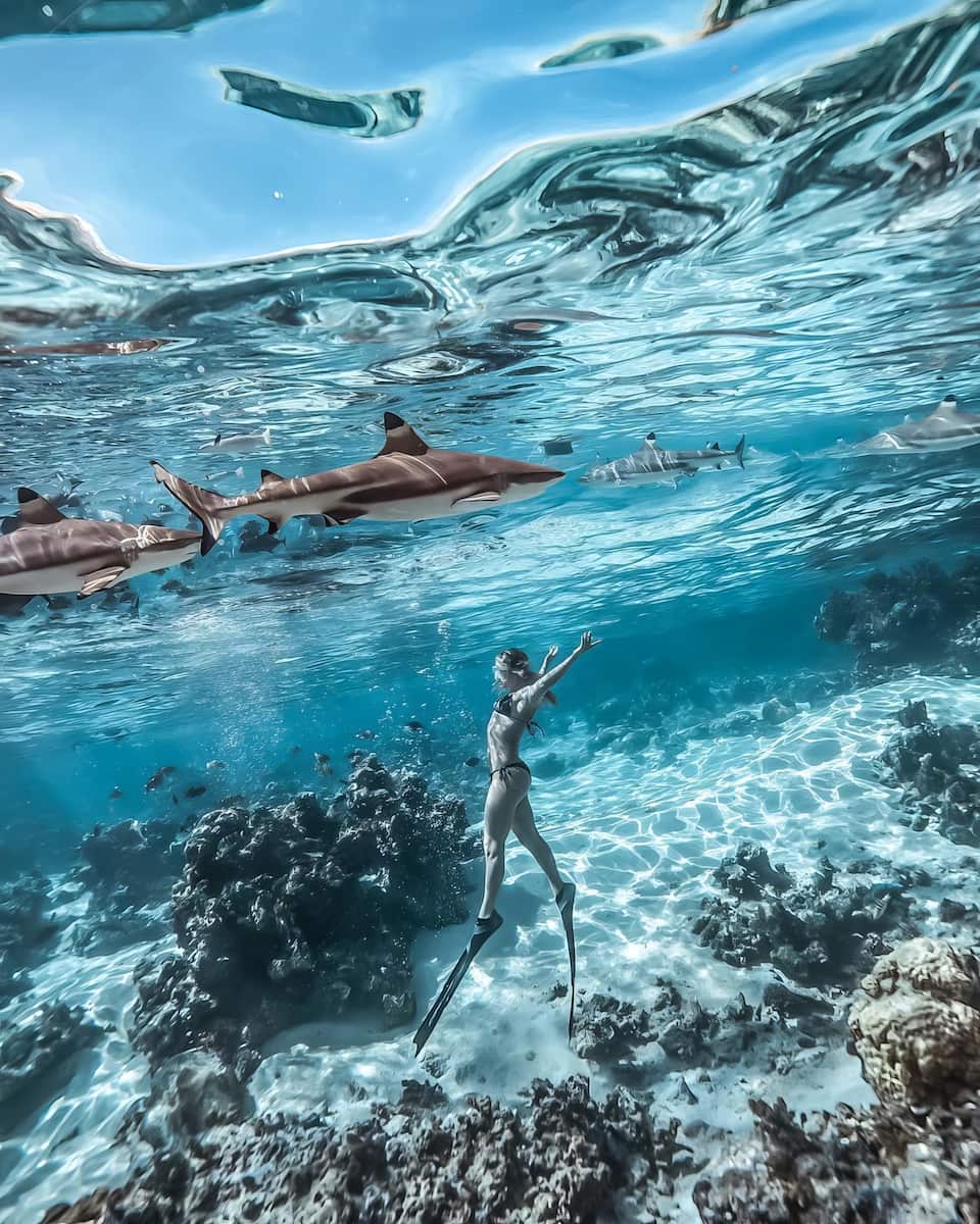 Moorea Lagoonarium Moorea Lagoonarium