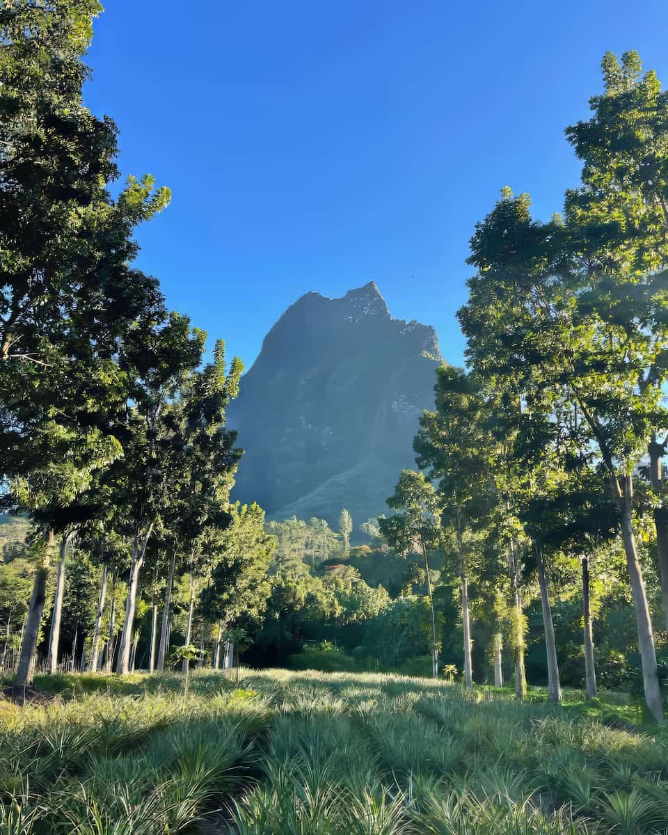 Opunohu Bay Opunohu Bay