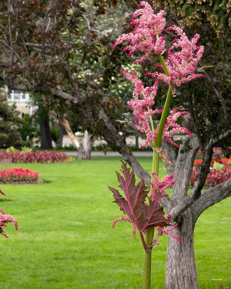 Riley Park Riley Park