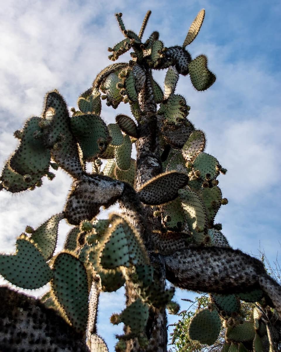 Baltra Island, Galapagos Island Baltra Island, Galapagos Island