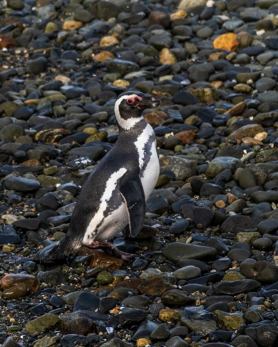 Ushuaia, Beagle Channel (2) Ushuaia, Beagle Channel