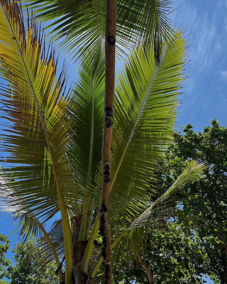 Cabarete Dominican Republic Cabarete Dominican Republic