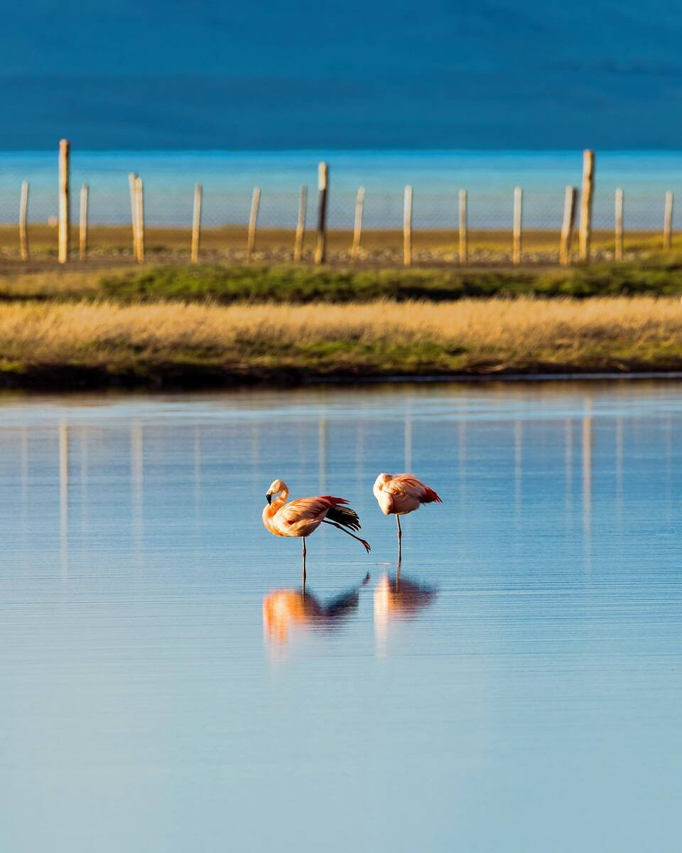 El Calafate, Laguna Nimez Reserve El Calafate, Laguna Nimez Reserve