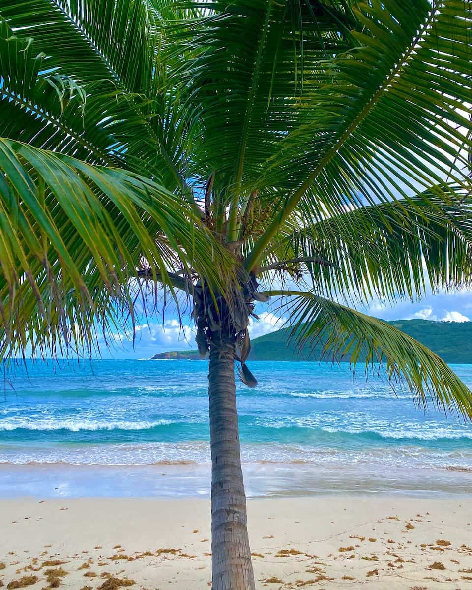 Flamenco Culebra Puerto Rico( Flamenco Culebra Puerto Rico(