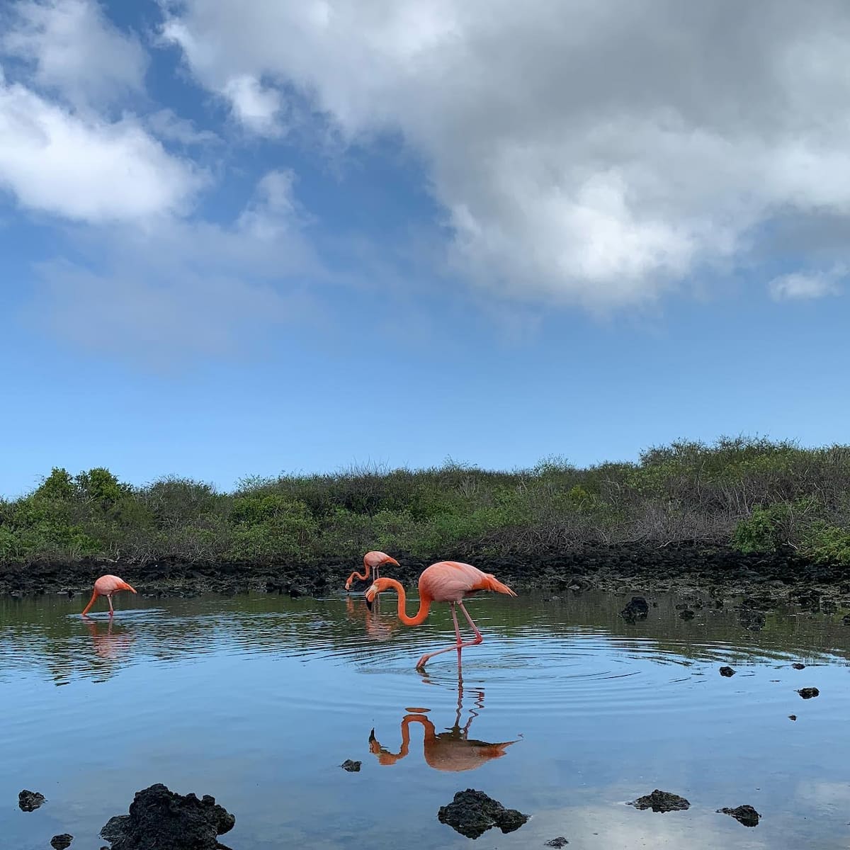 Floreana Island, Galapagos Island Floreana Island, Galapagos Island