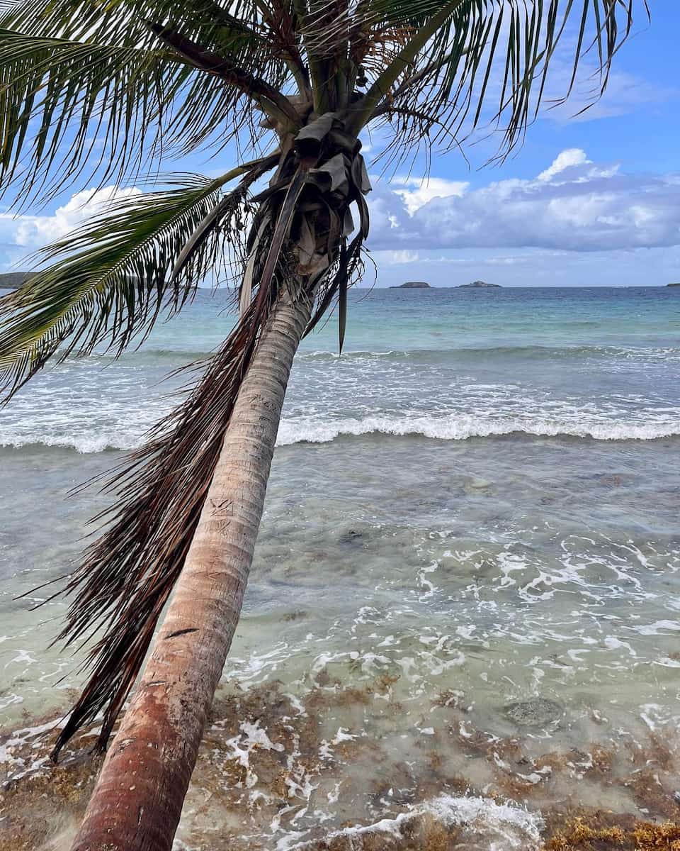 Fraile Culebra Puerto Rico Fraile Culebra Puerto Rico