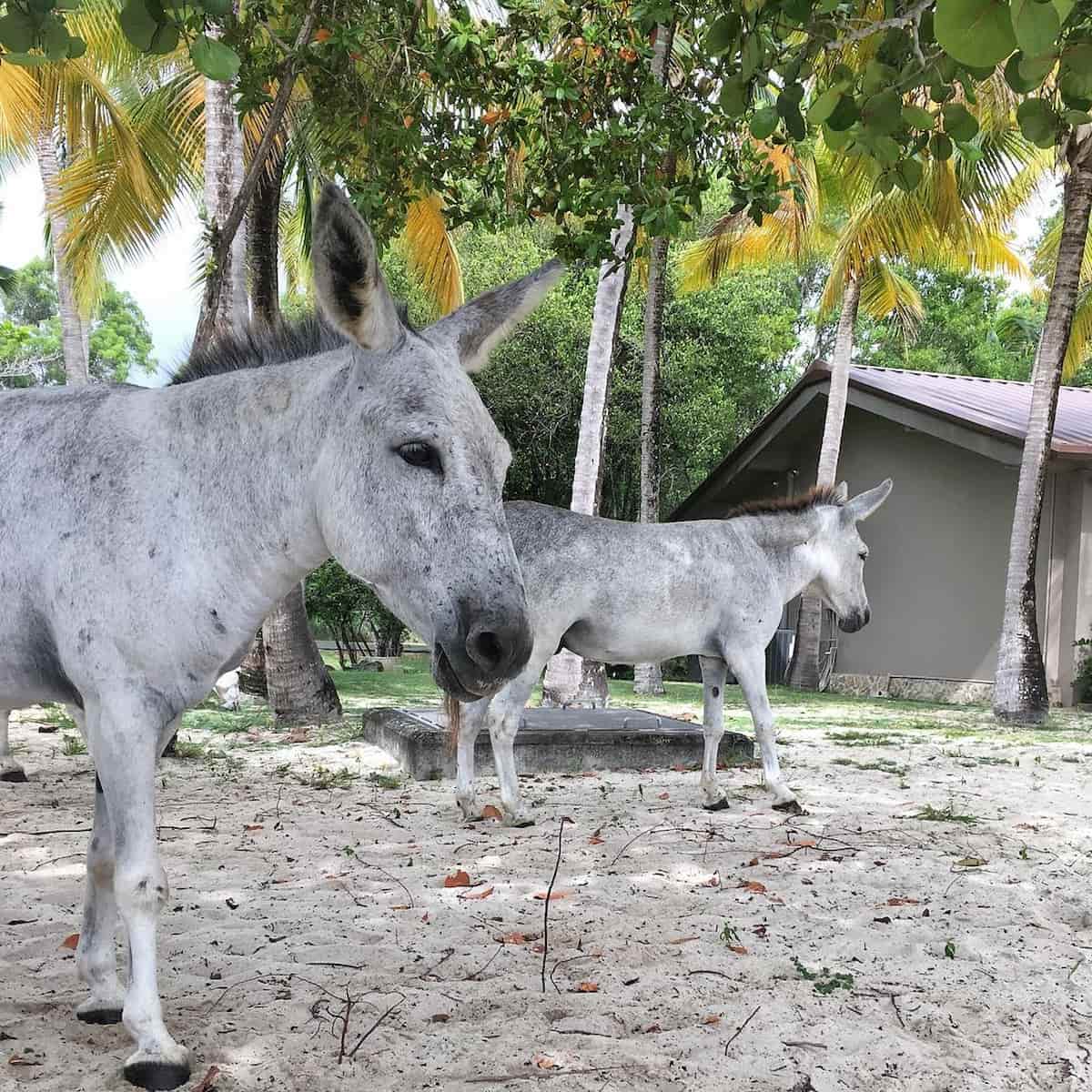 Great Cruz Bay St John USA Great Cruz Bay St John USA