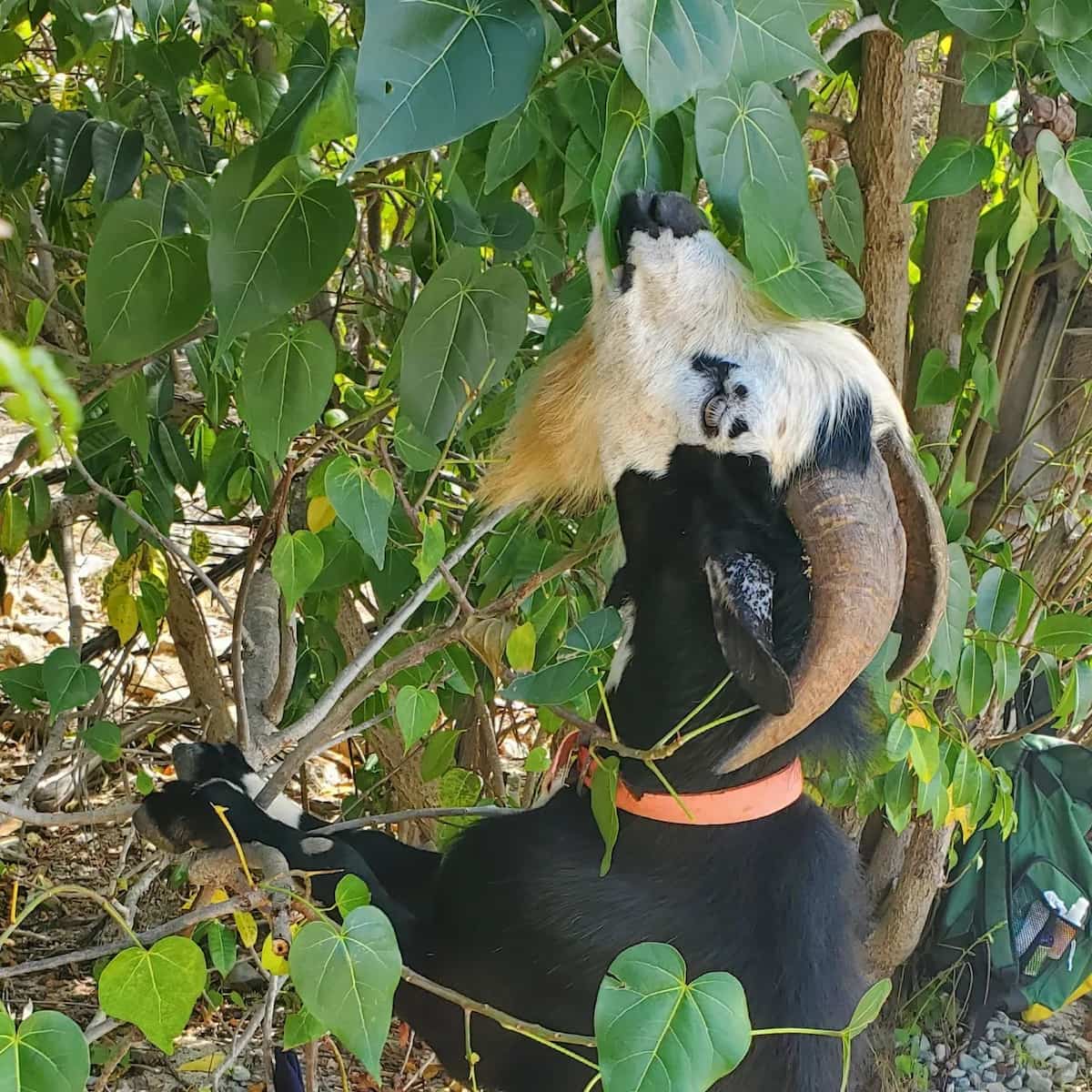 Hansey Bay East End St John USA Hansey Bay East End St John USA