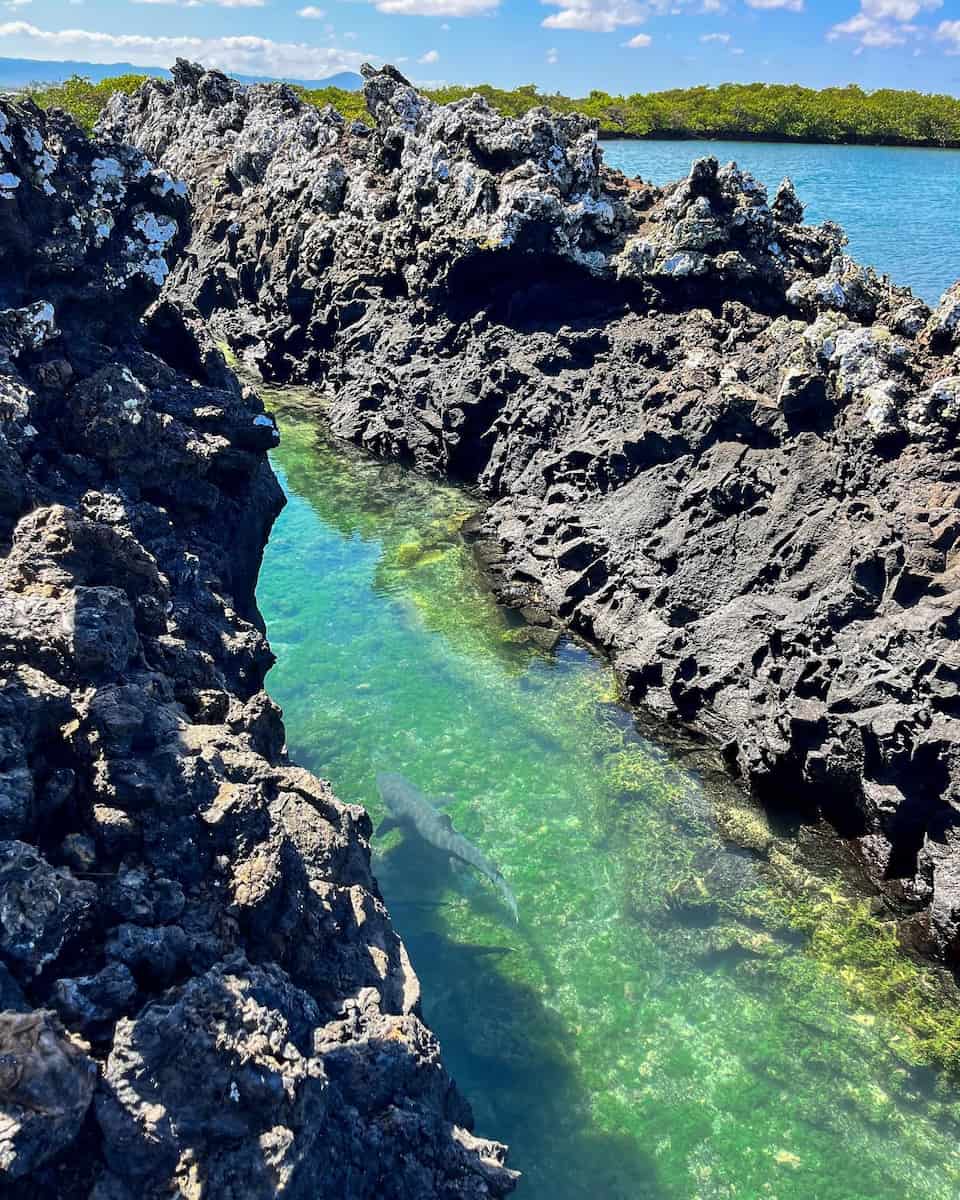 Isabela Island, Galapagos Island Isabela Island, Galapagos Island