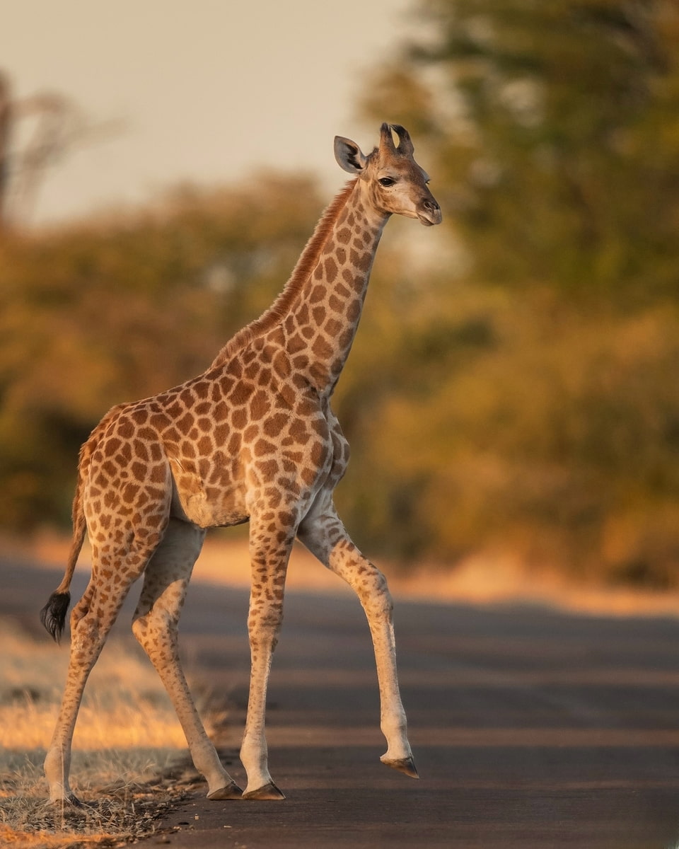 Mozambique, Kruger National Park Mozambique, Kruger National Park