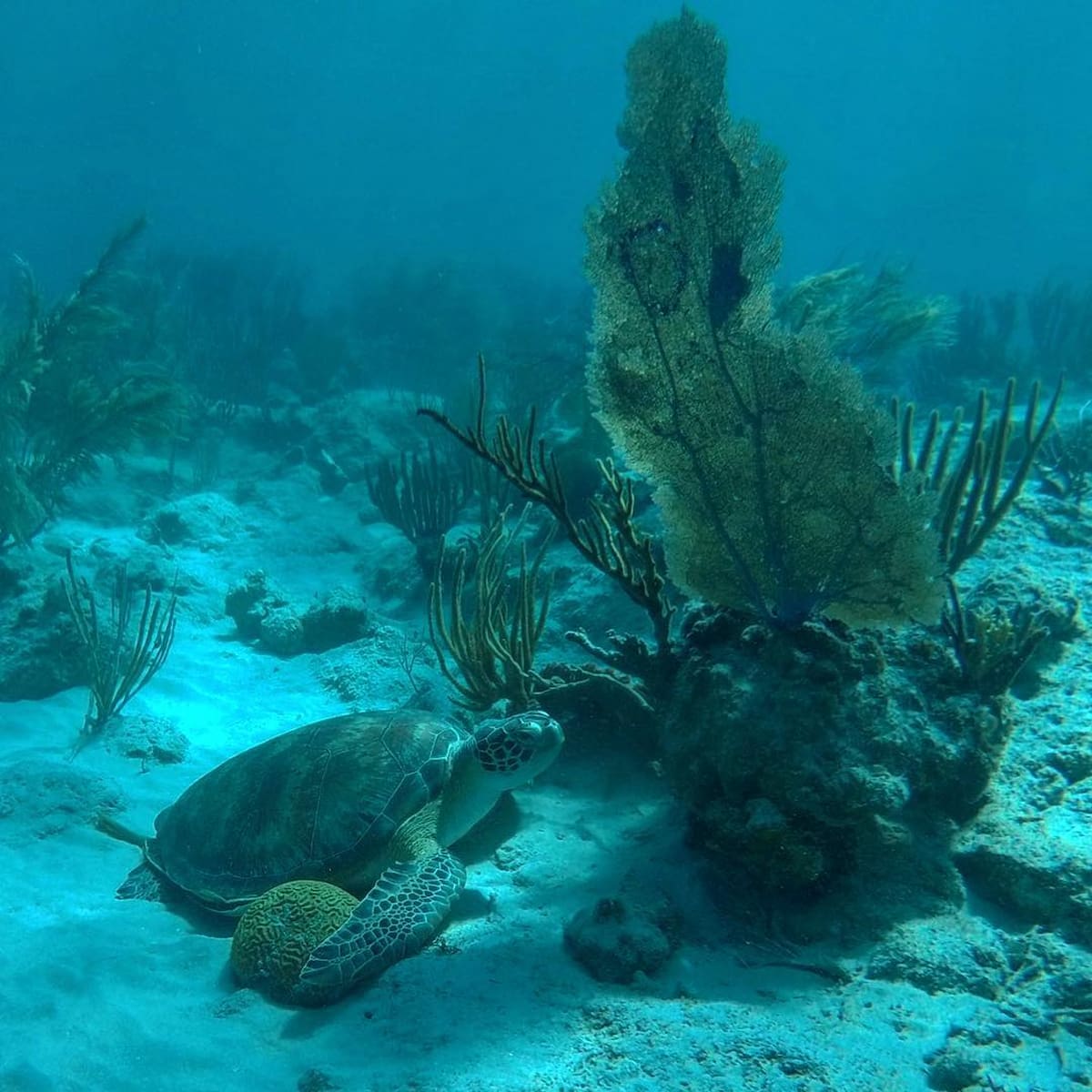 Playa Sardinas II Culebra Puerto Rico Playa Sardinas II Culebra Puerto Rico