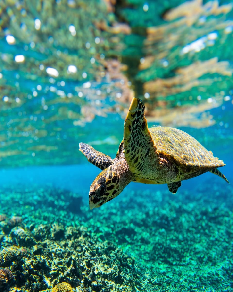 Seychelles, Côte d'Or Seychelles, Côte d'Or