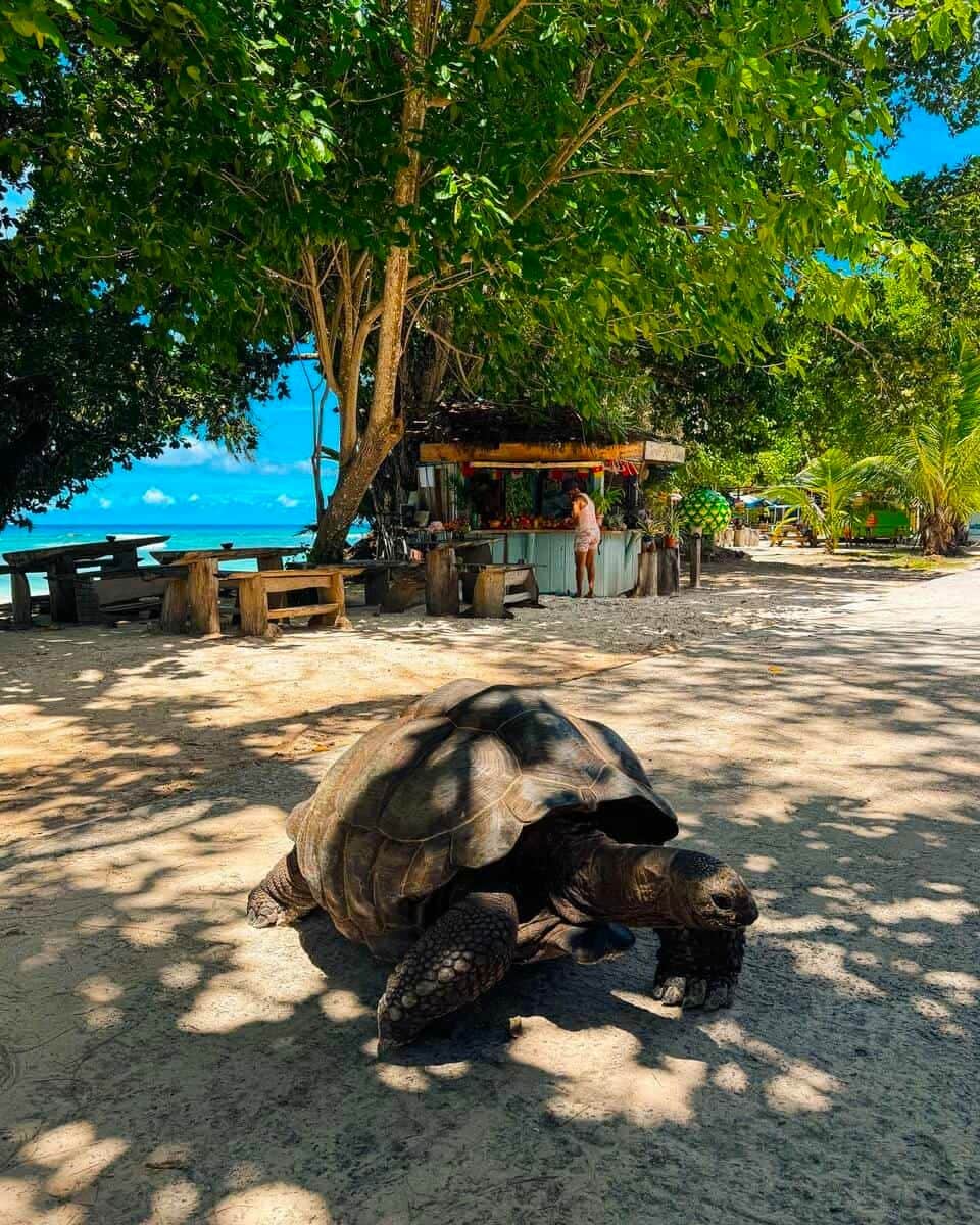 Seychelles, La Digue Island Seychelles, La Digue Island