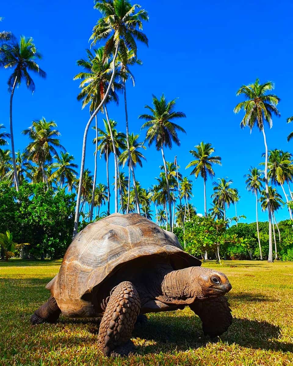 Seychelles, North Island Seychelles, North Island