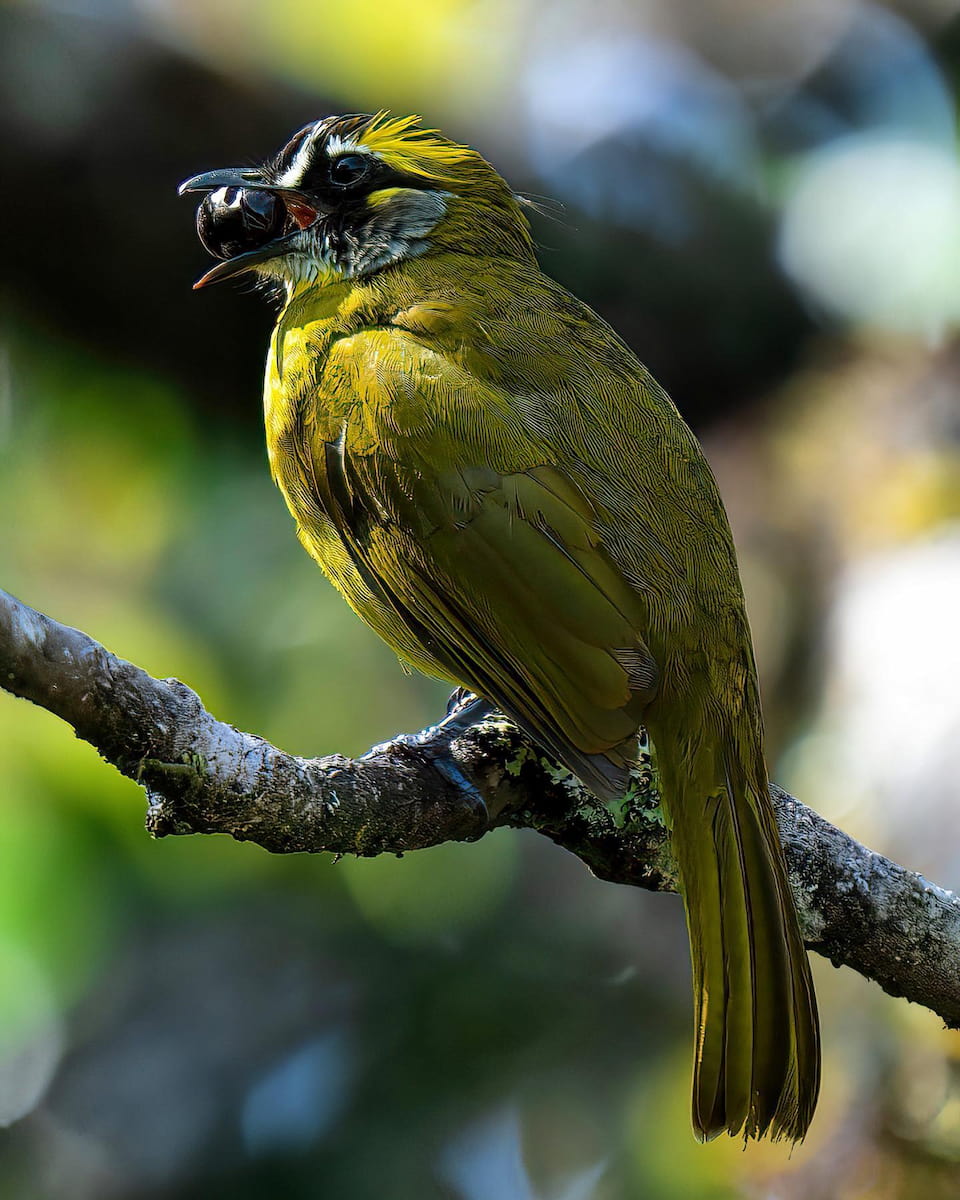 Central Highlands, Sri Lanka Central Highlands, Sri Lanka