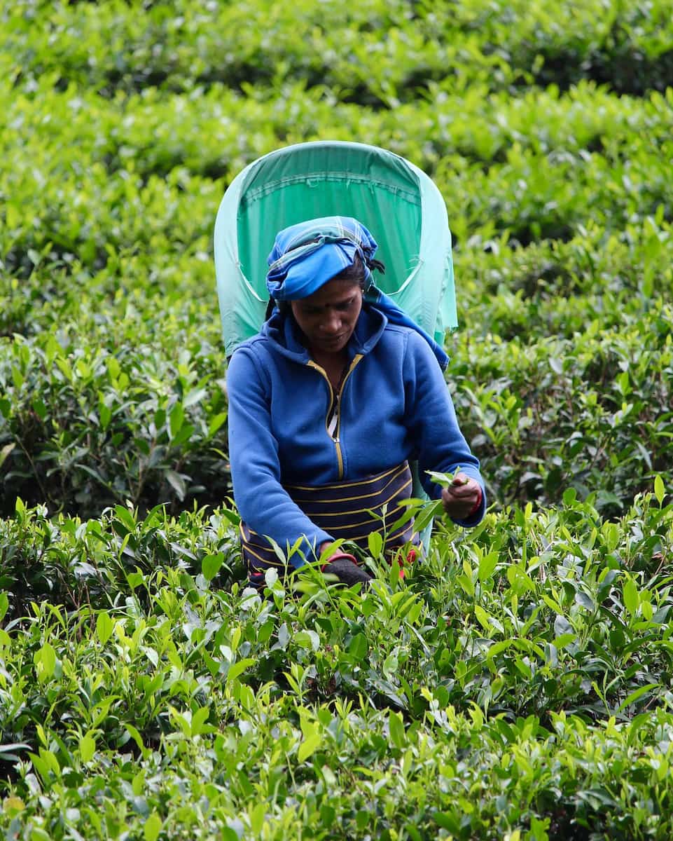 Fall in Sri Lanka Fall in Sri Lanka