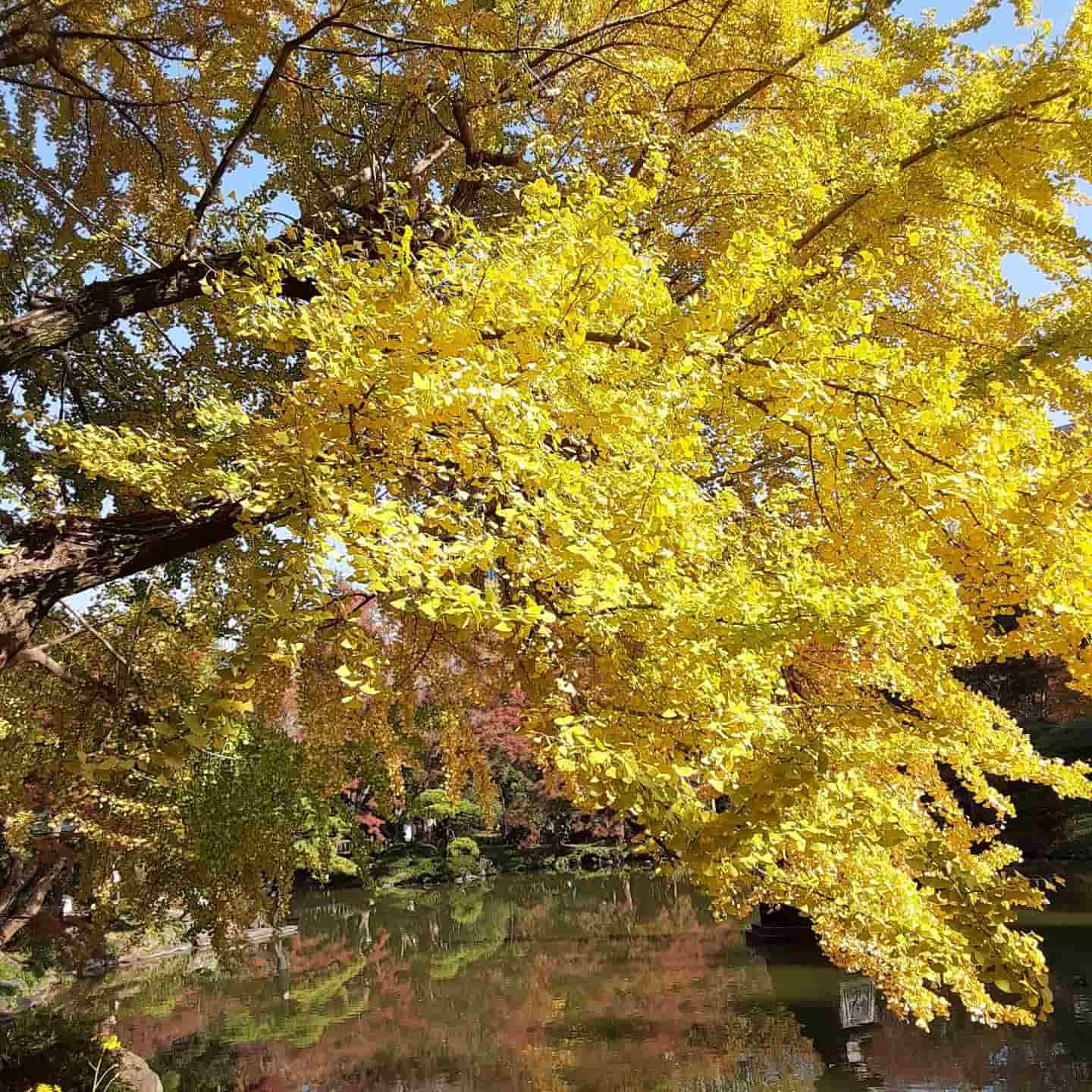 Hibiya Park, Tokyo Hibiya Park, Tokyo