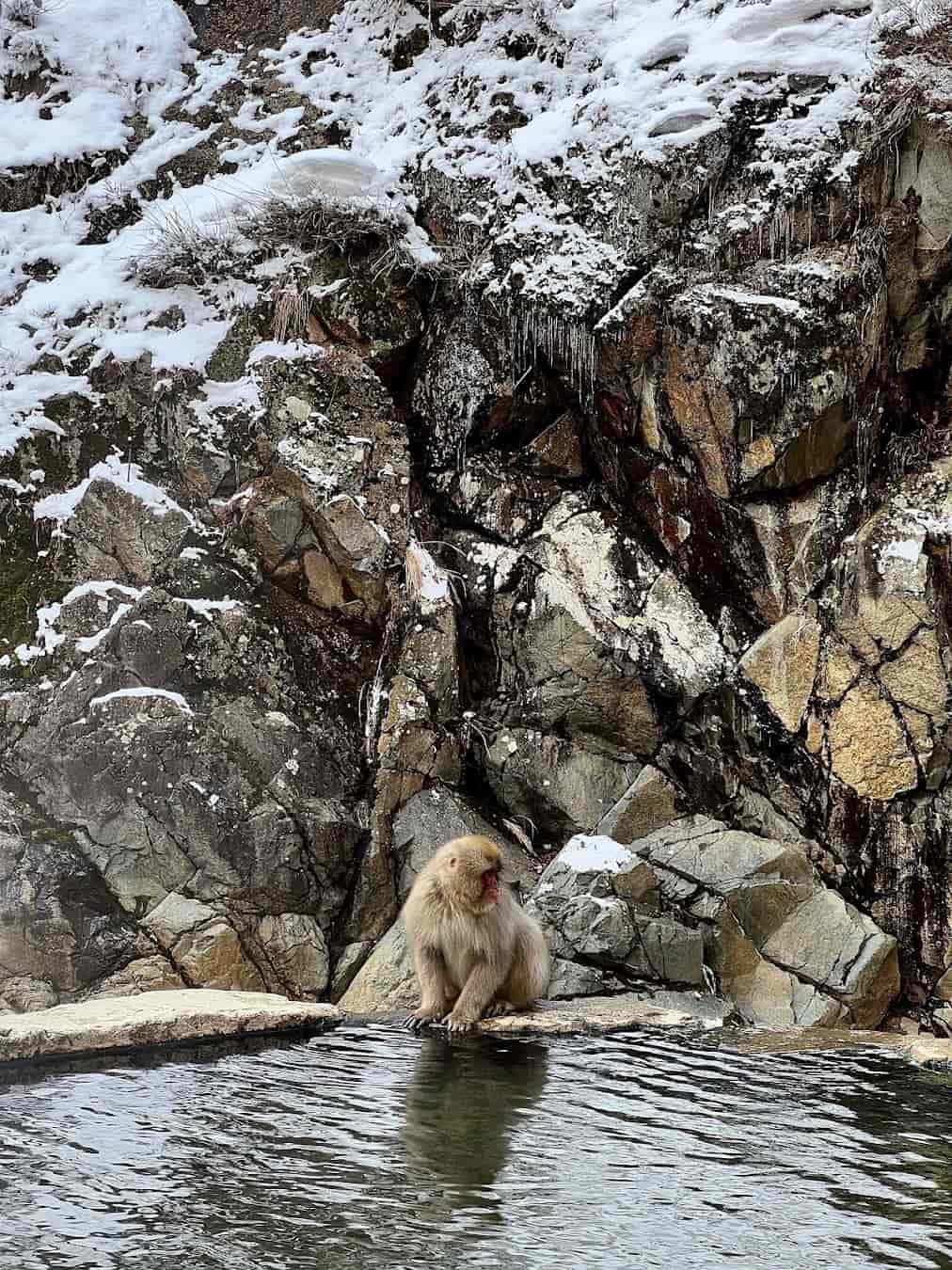 Jigokudani monkey, Tokyo Jigokudani monkey, Tokyo