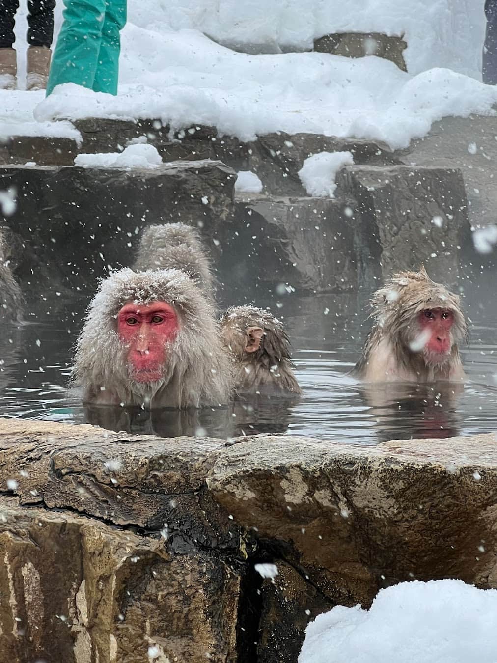 Jigokudani monkey, Tokyo Jigokudani monkey, Tokyo