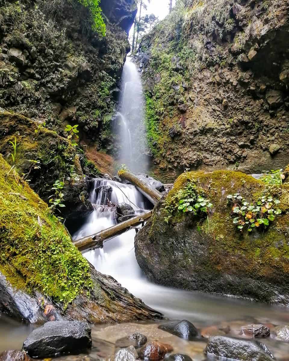 Mexican jungle Mexican jungle