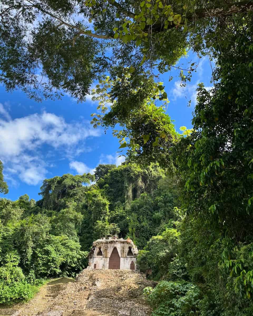 Mexican jungle Mexican jungle