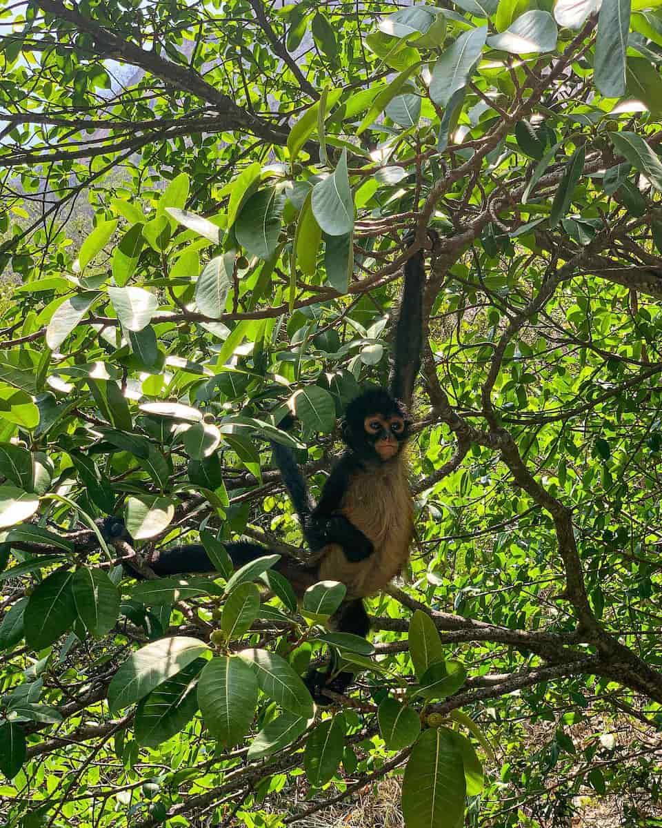 Mexican jungle Mexican jungle