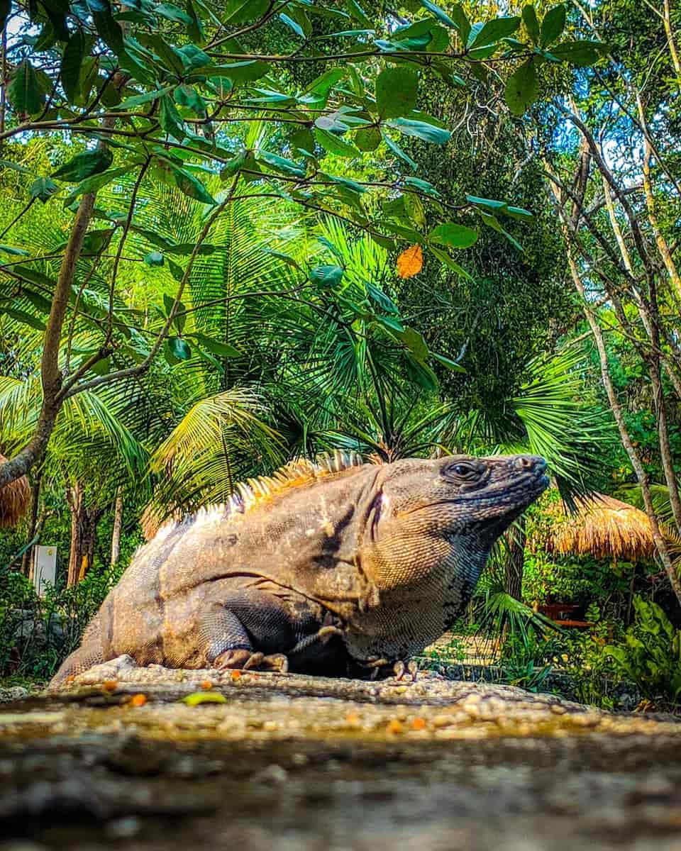 Mexican jungle (6) Mexican jungle