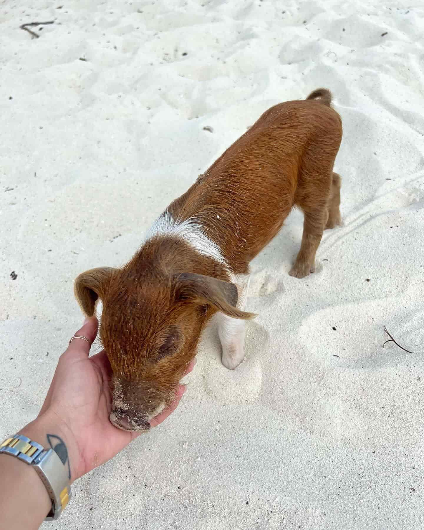 Month by Month Guide, Bahamas Month by Month Guide, Bahamas