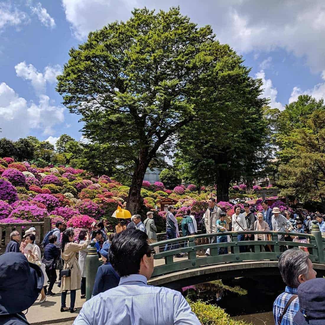 Nezu Shrine Festival, Tokyo Nezu Shrine Festival, Tokyo