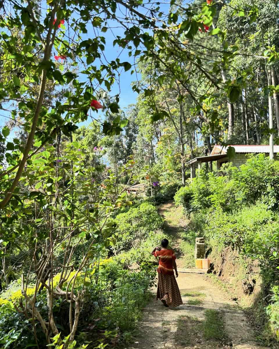 Nuwara Eliya, Sri Lanka Nuwara Eliya, Sri Lanka