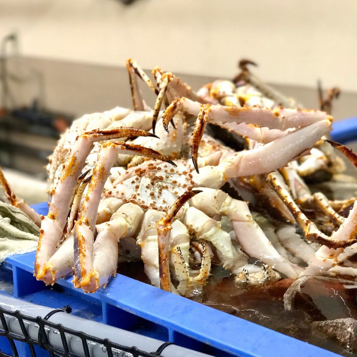 Sapporo's Curb Market Sapporo's Curb Market