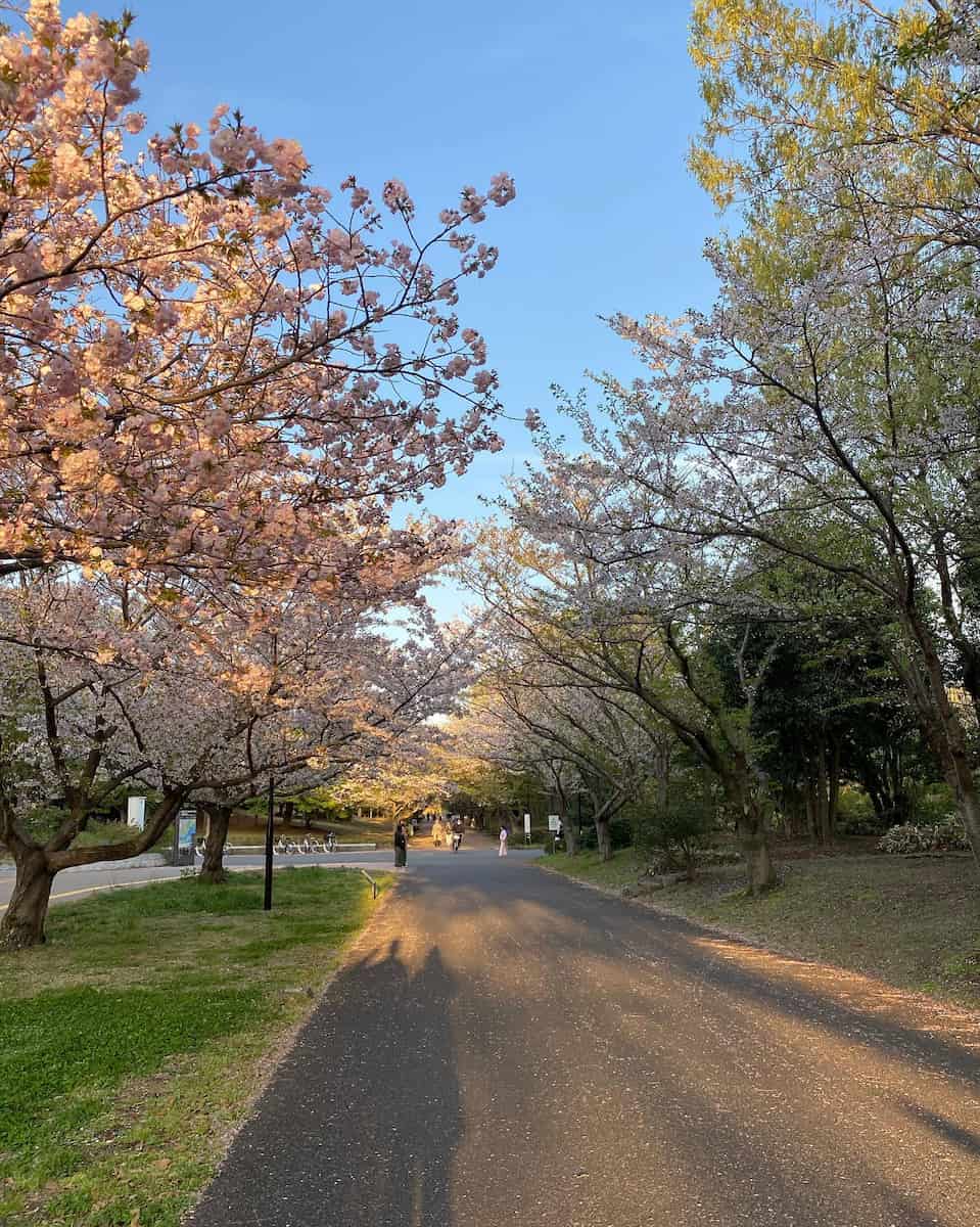 Spring in Tokyo Spring in Tokyo